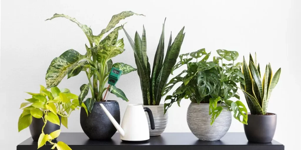 Affordable Plants in Dubai