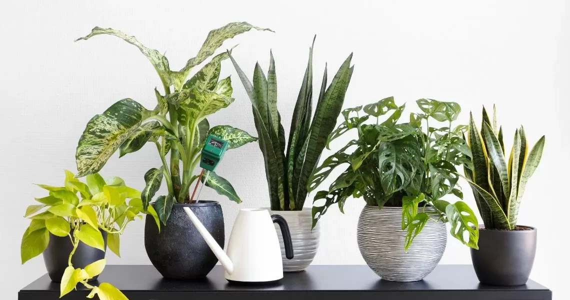 Affordable Plants in Dubai