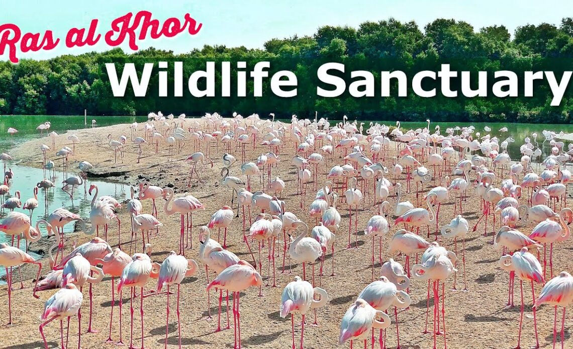Ras Al Khor Wildlife Sanctuary